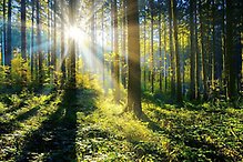 Bild på solen som lyser mellan träden i en skog.