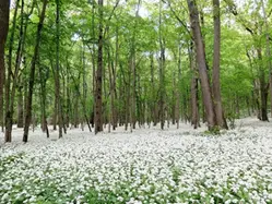 En lummig skog med marken täckt av vit ramslök.